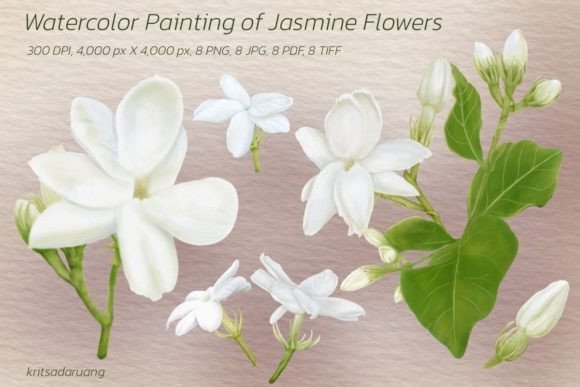 Download Jasmine Flowers - Flowers Collection
