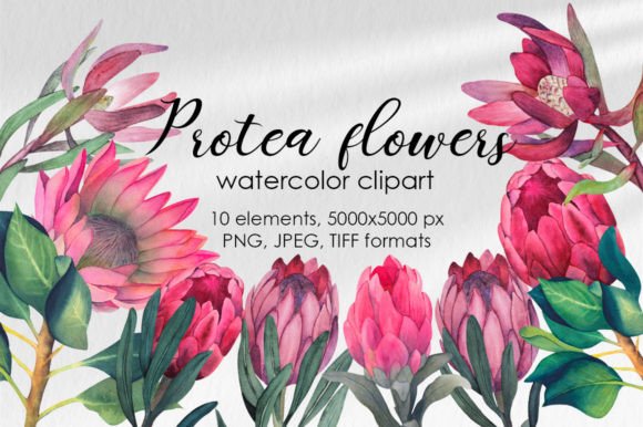 Download Protea Flowers Clipart - Flowers Collection