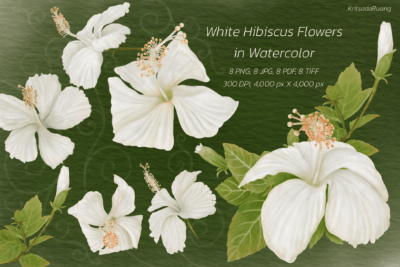 Download White Hibiscus Flowers in Watercolor - Flowers Collection