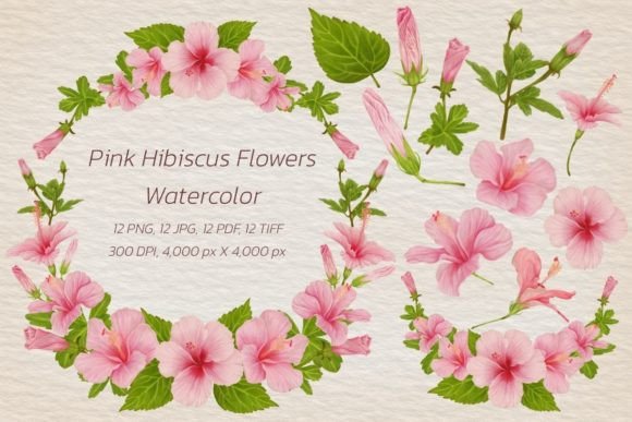 Download Watercolor Pink Hibiscus Flowers - Flowers Collection